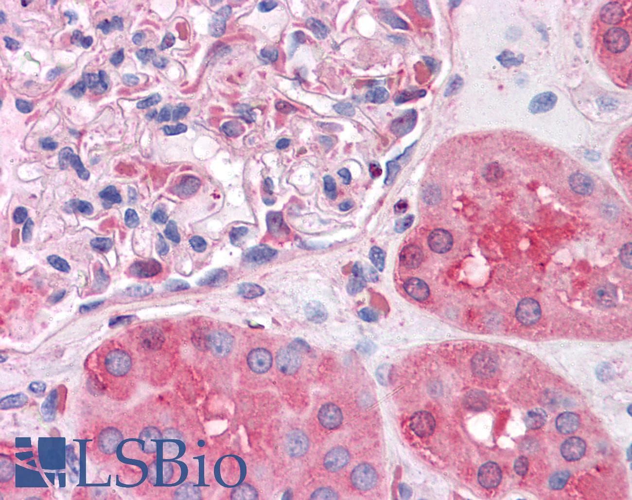 IHC-plus™ SHMT / SHMT1 Antibody (clone 4F9)