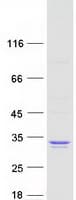 Human SLA2 / SLAP2 Protein (Recombinant Myc-DDK (Flag))
