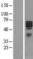 SYT17 Protein (Over-Expression Lysate Myc-DDK (Flag))