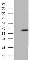 FKBPL Antibody (clone OTI4G1)
