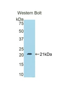 LOXL4 / LOXC Antibody (aa399-552, PE)