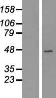 CPA2 Protein (Over-Expression Lysate Myc-DDK (Flag))