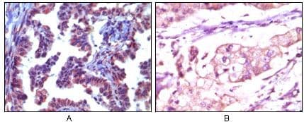 TRIM5 Antibody (clone 3B11H2)
