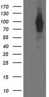PDE4B Antibody (clone OTI1B11)