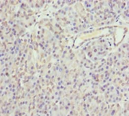 GNAO1 Antibody