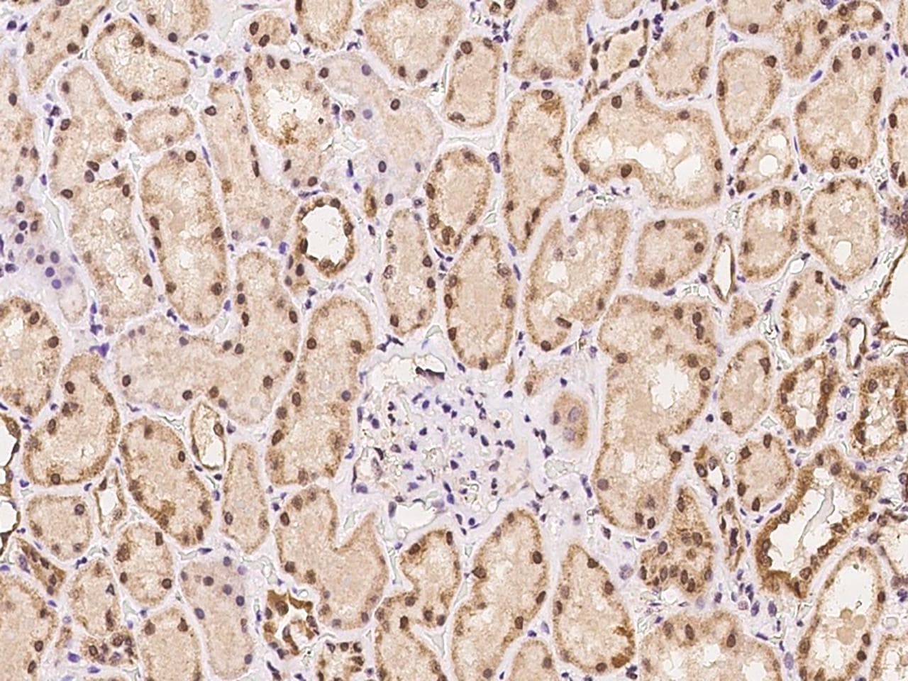 RGS13 Antibody