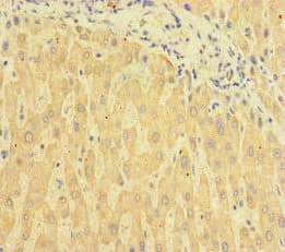 C6orf10 Antibody