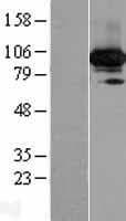 C19orf57 Protein (Over-Expression Lysate Myc-DDK (Flag))