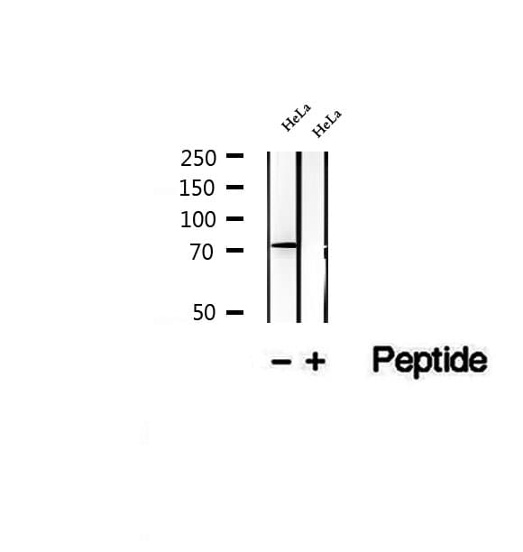 TBC1D23 Antibody