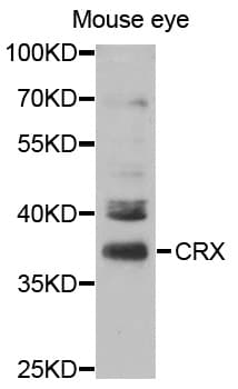 CRD / CRX Antibody