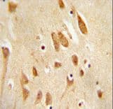 Polyclonal Rabbit anti-Human MAPK8 / JNK1 Antibody (Thr183/Tyr185, IHC, WB)