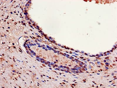 GAPDH Antibody