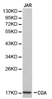 CGA / hCG Alpha Antibody