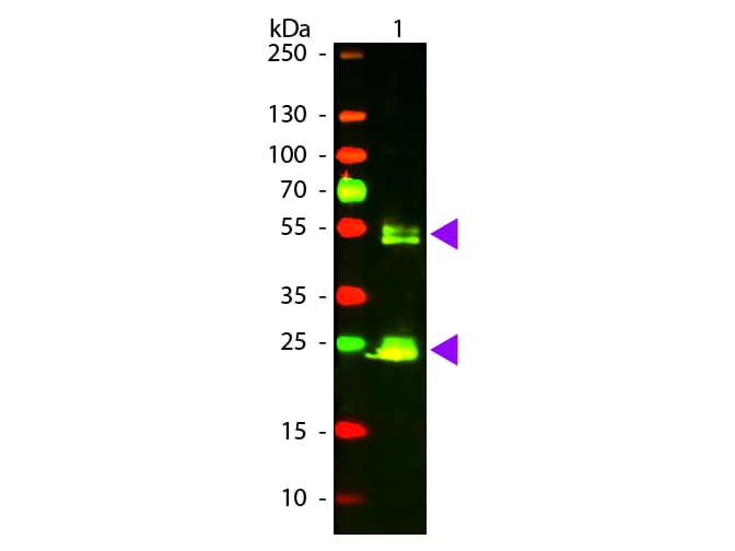 Polyclonal Goat Anti-Rat IgG Secondary Antibody (TR, IF, WB)