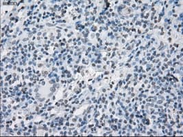 SLC7A8 / LAT2 Antibody (clone OTI7D6)