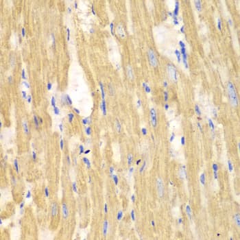 CAPN1 / Calpain 1 Antibody