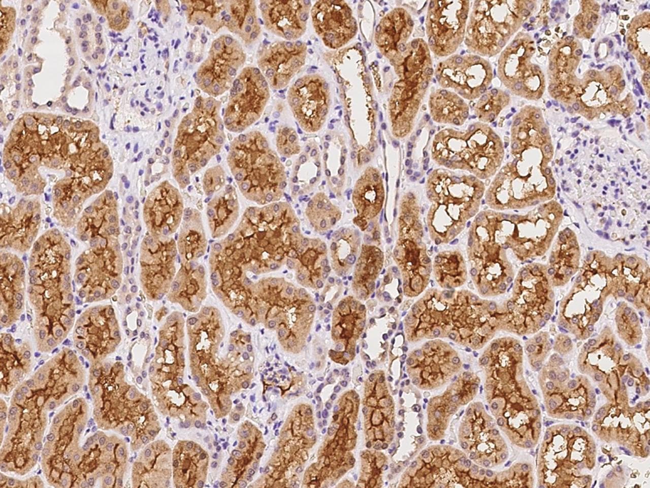 DNAJC12 Antibody