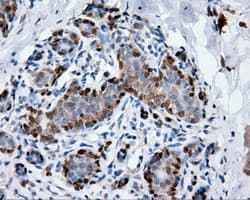 ANXA1 / Annexin A1 Antibody (clone OTI3A8, Carrier-free)