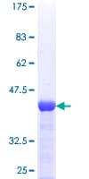 Human TBCA Protein (Recombinant GST)