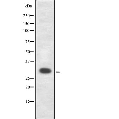 ELF5 Antibody
