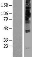 NPY4R / PPYR1 Protein (Over-Expression Lysate Myc-DDK (Flag))