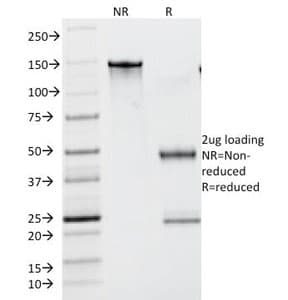 Lambda Light Chain Antibody (clone N10/2, Azide-free, BSA-free)