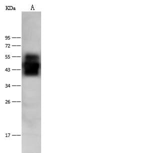 NECL-1 / CADM3 Antibody (Preservative Free)