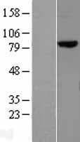 MLH1 Protein (Over-Expression Lysate Myc-DDK (Flag))