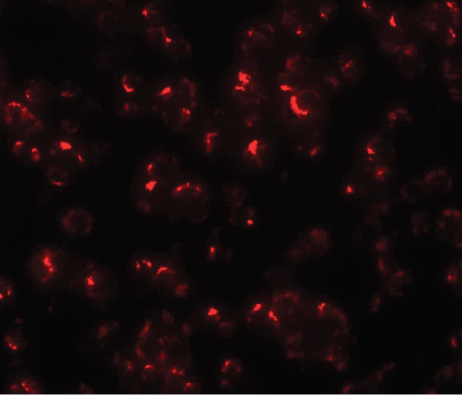 IHC-plus™ OCIAD1 Antibody