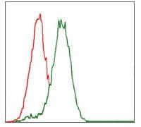 Monoclonal Mouse anti-Human CYP3A4 / Cytochrome P450 3A4 Antibody (clone 3H8, IHC, IF, WB)