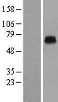 KCNK5 / TASK2 Protein (Over-Expression Lysate Myc-DDK (Flag))