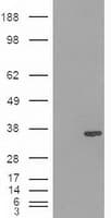 PDX1 Antibody (clone OTI5D5)