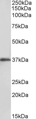 IHC-plus™ MSI2 Antibody (aa33-43)