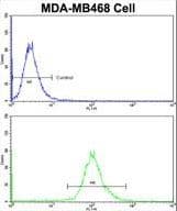 ASPA Antibody (aa82-110)