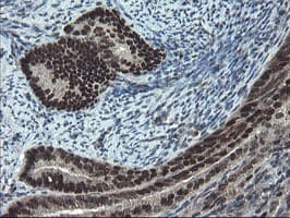 UBE2E3 Antibody (clone OTI1B4)
