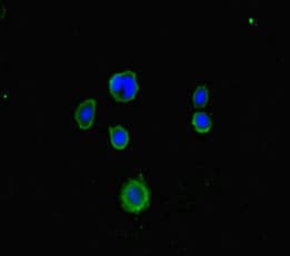 Polyclonal Rabbit anti-Human LRCH1 Antibody (IHC, IF, WB)