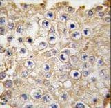 NAE1 / APPBP1 Antibody (aa452-482)