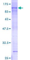 Human ZNF398 Protein (Recombinant GST)