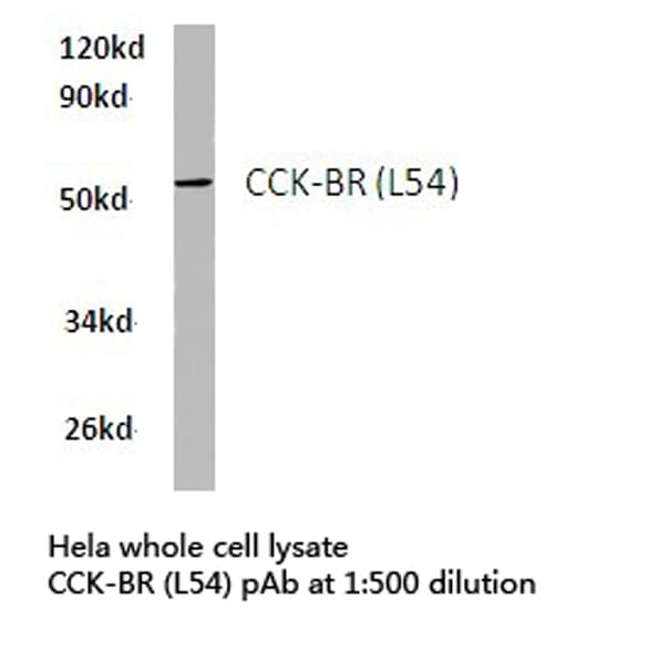 CCKBR / Cckb Antibody (Leu54)