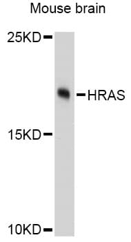 HRAS / H-Ras Antibody