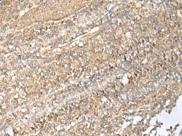NID2 / Nidogen-2 Antibody