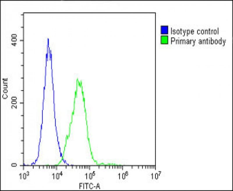 VCL / Vinculin Antibody