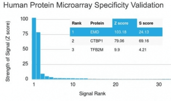 EMD / Emerin Antibody (clone EMD/2167)