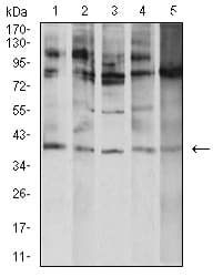 ATF4 Antibody (clone 2A6F12)