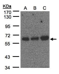 IHC-plus™ PUF60 Antibody (aa346-523)