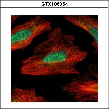 MID1IP1 Antibody (aa1-183)