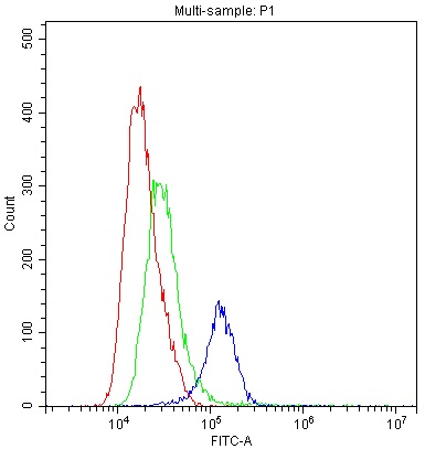TLR1 Antibody