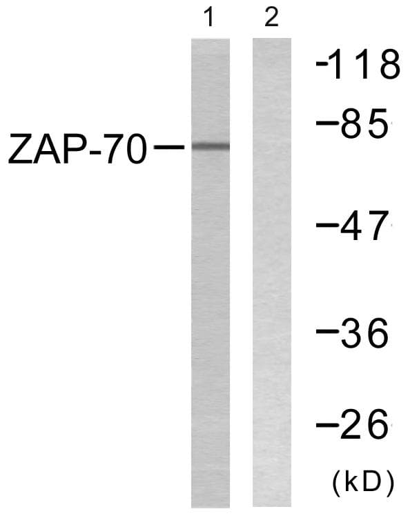 ZAP70 Antibody (p292)