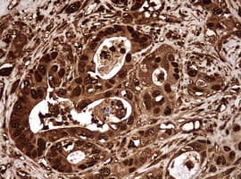 Monoclonal Mouse anti-Human GAPDH Antibody (clone OTI2F8, IHC, WB)