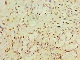 RET Antibody (aa29-300)
